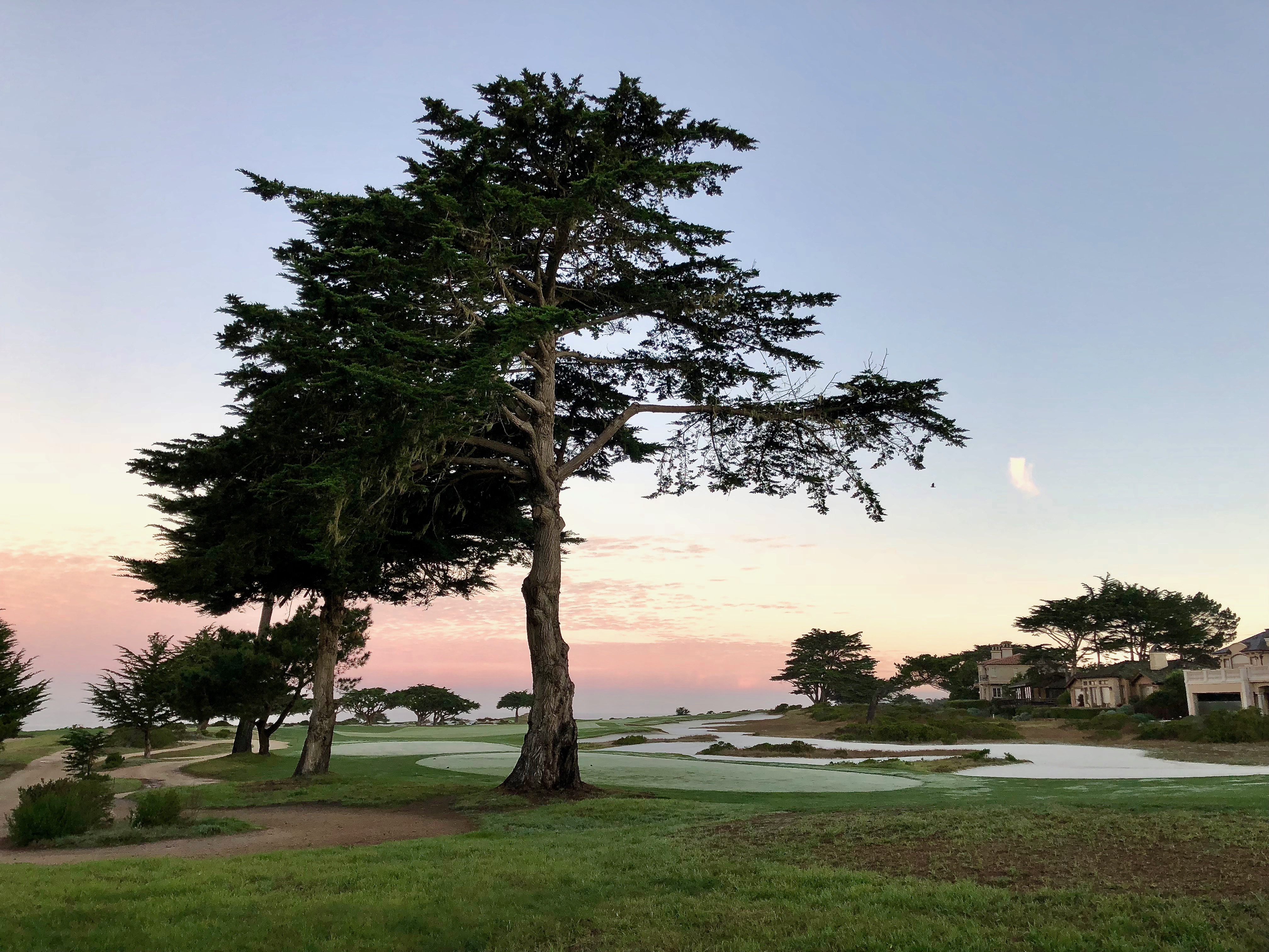 Cypress Tree by Bird Rock Drive