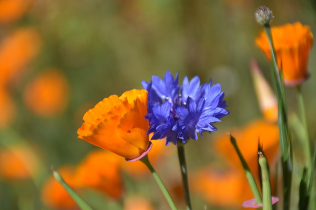 Luann's Spring Flowers May 2017