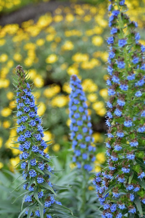 Depth of Field Demo 480x720 pixels 