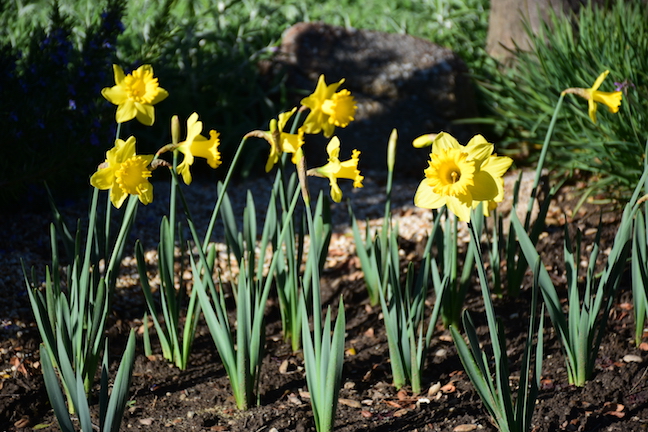 Luanns Daffodils March 2018