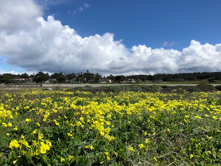 Yellow Flowers along the Drive