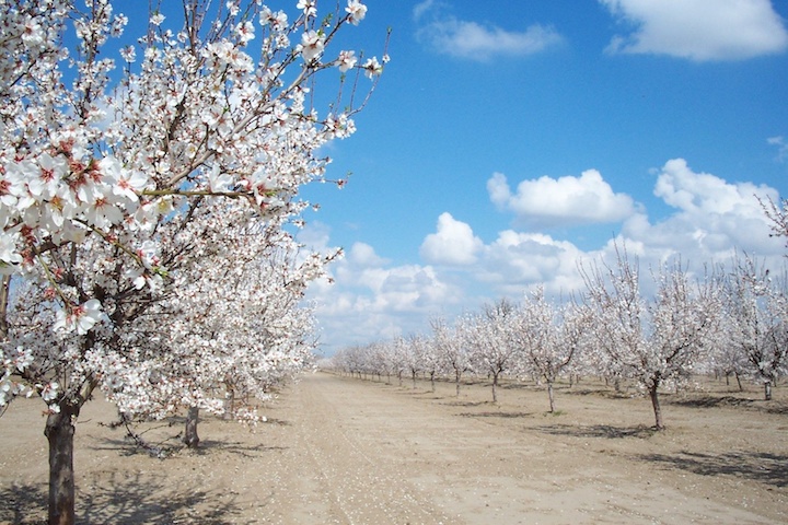 Turlock Apple Orchard