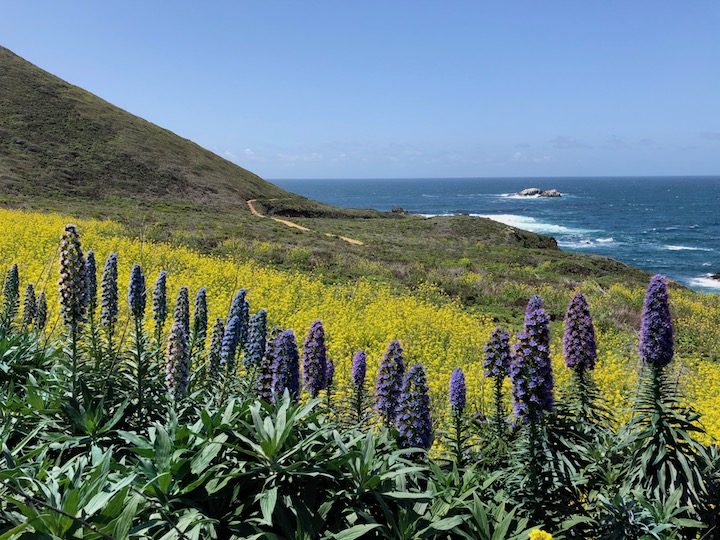 Pride of Madeira, Mustard