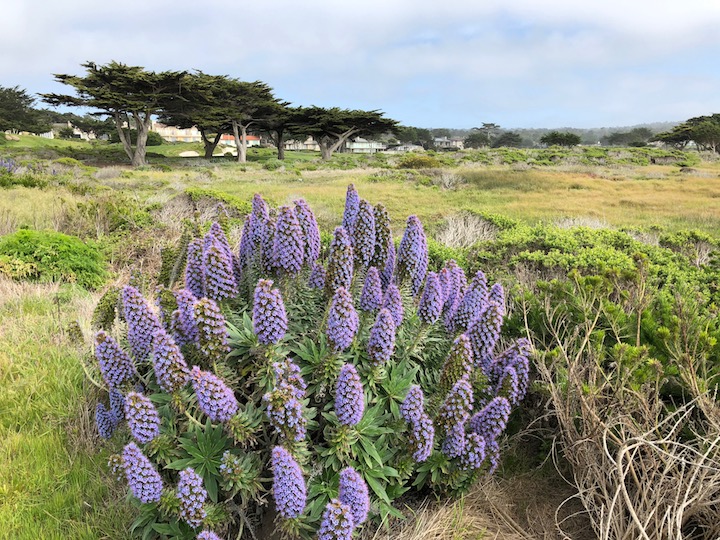 Pride of Madeira on MPCC