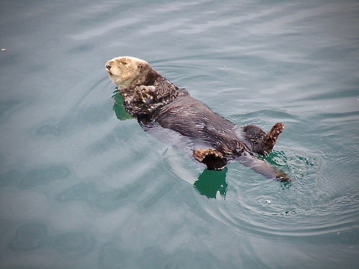 Otter Sleeping