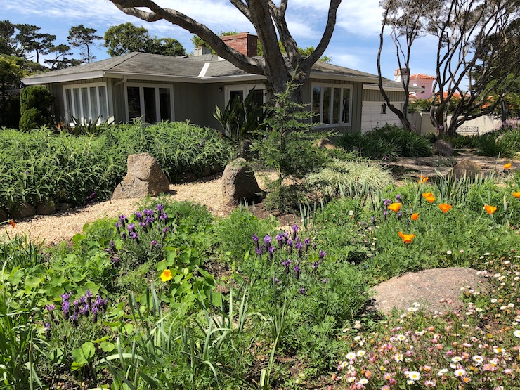 Popplies and Lavendar in the front yard