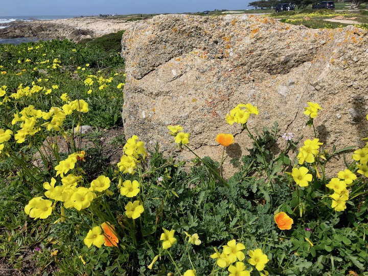 Rock Flowers - Low Resolution 720x540 pixels