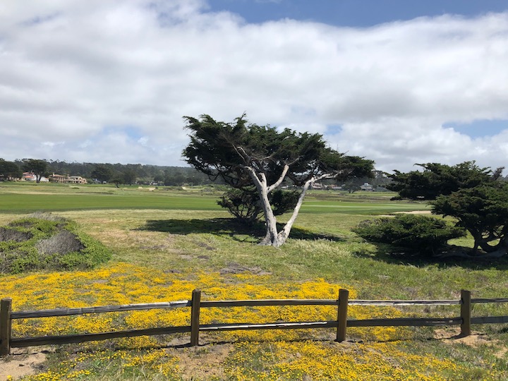 Yellow Flowers Blooming on 17 Mile Drive