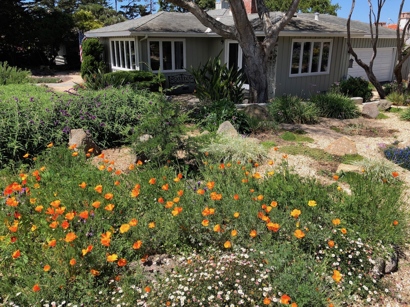 Poppies at Stevenson