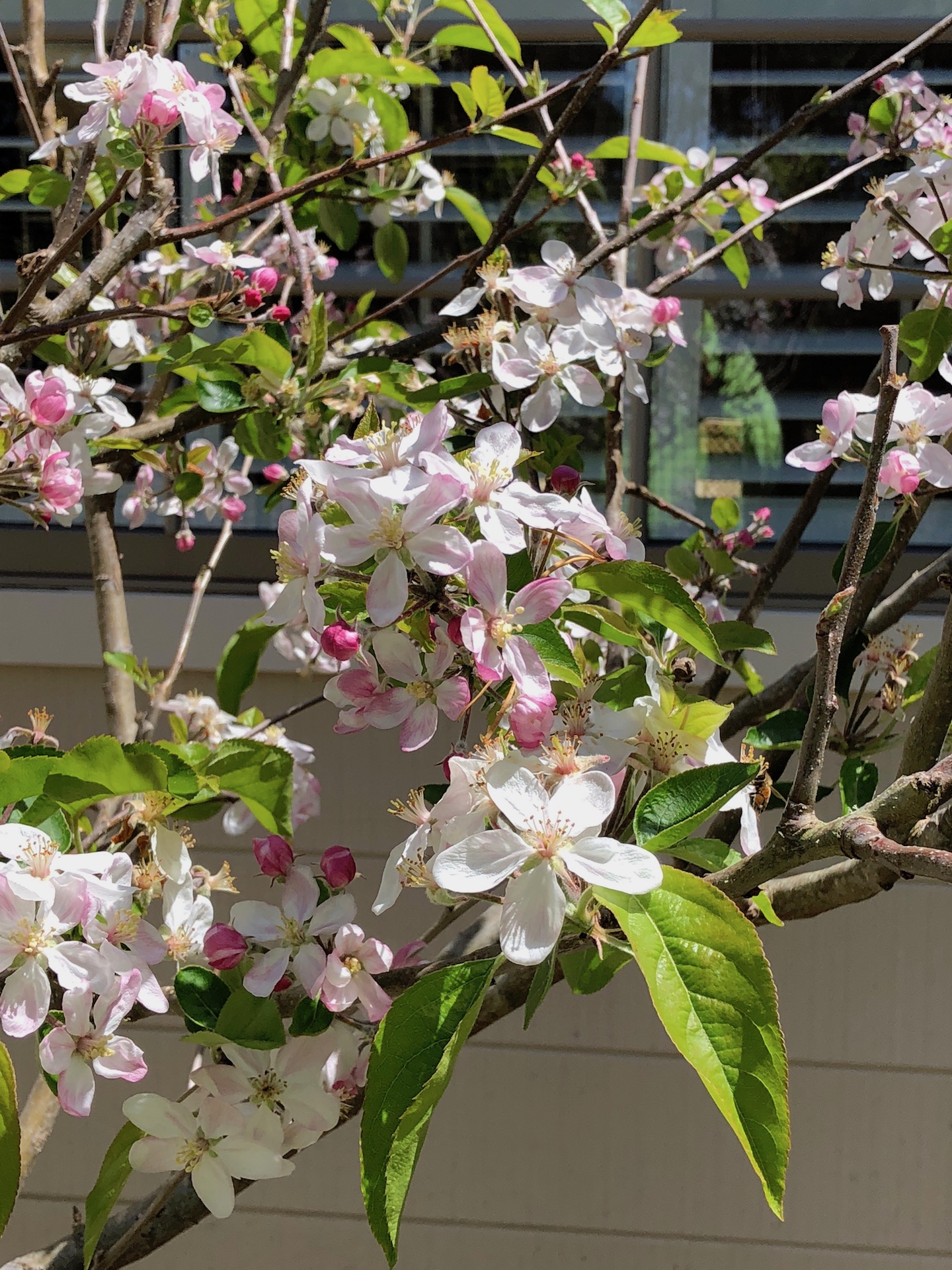 Apple Blossoms