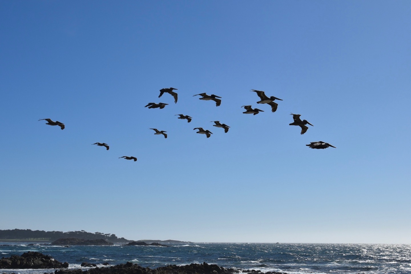 Pelicans in Flight