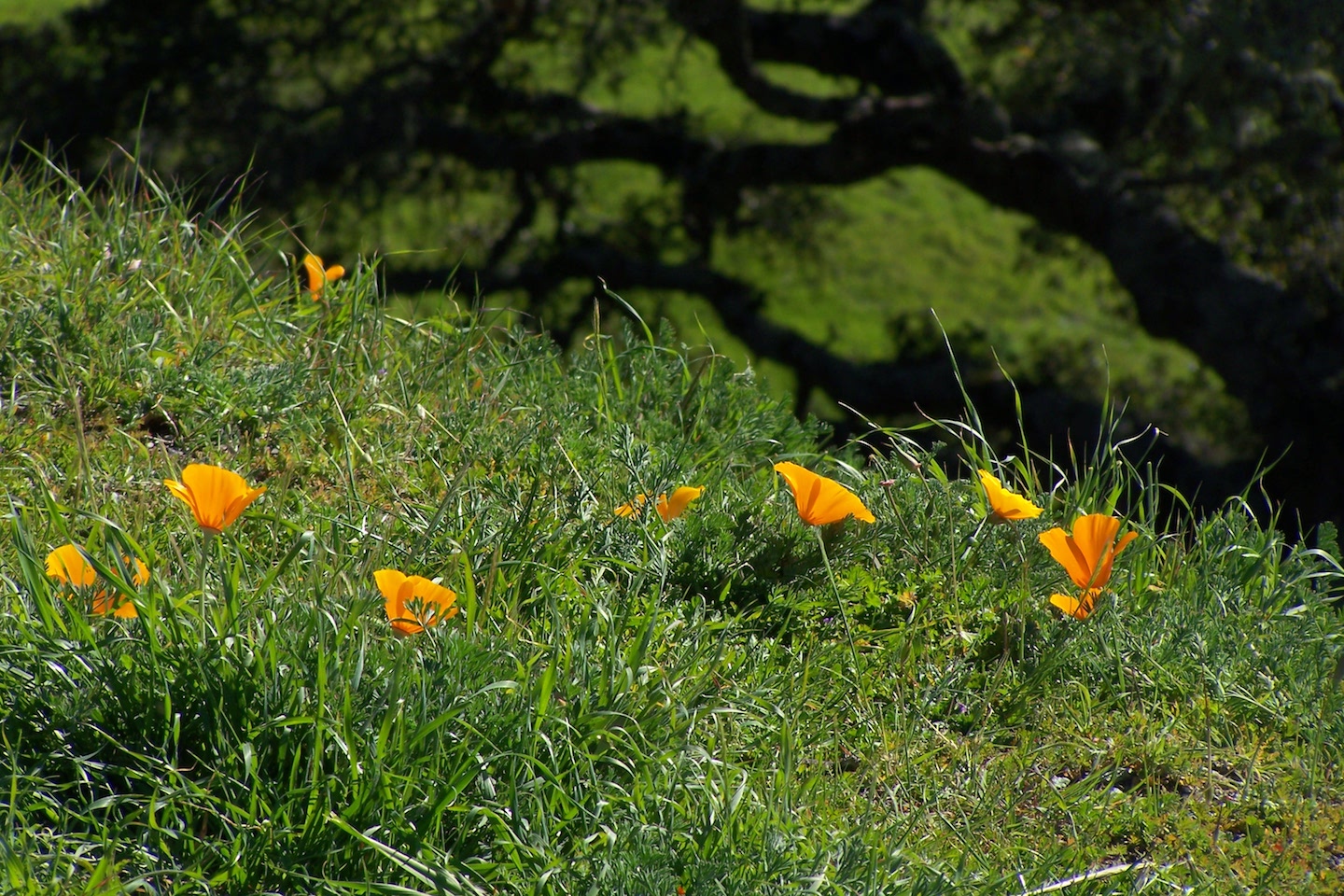 Poppies in front of Oak Shadow