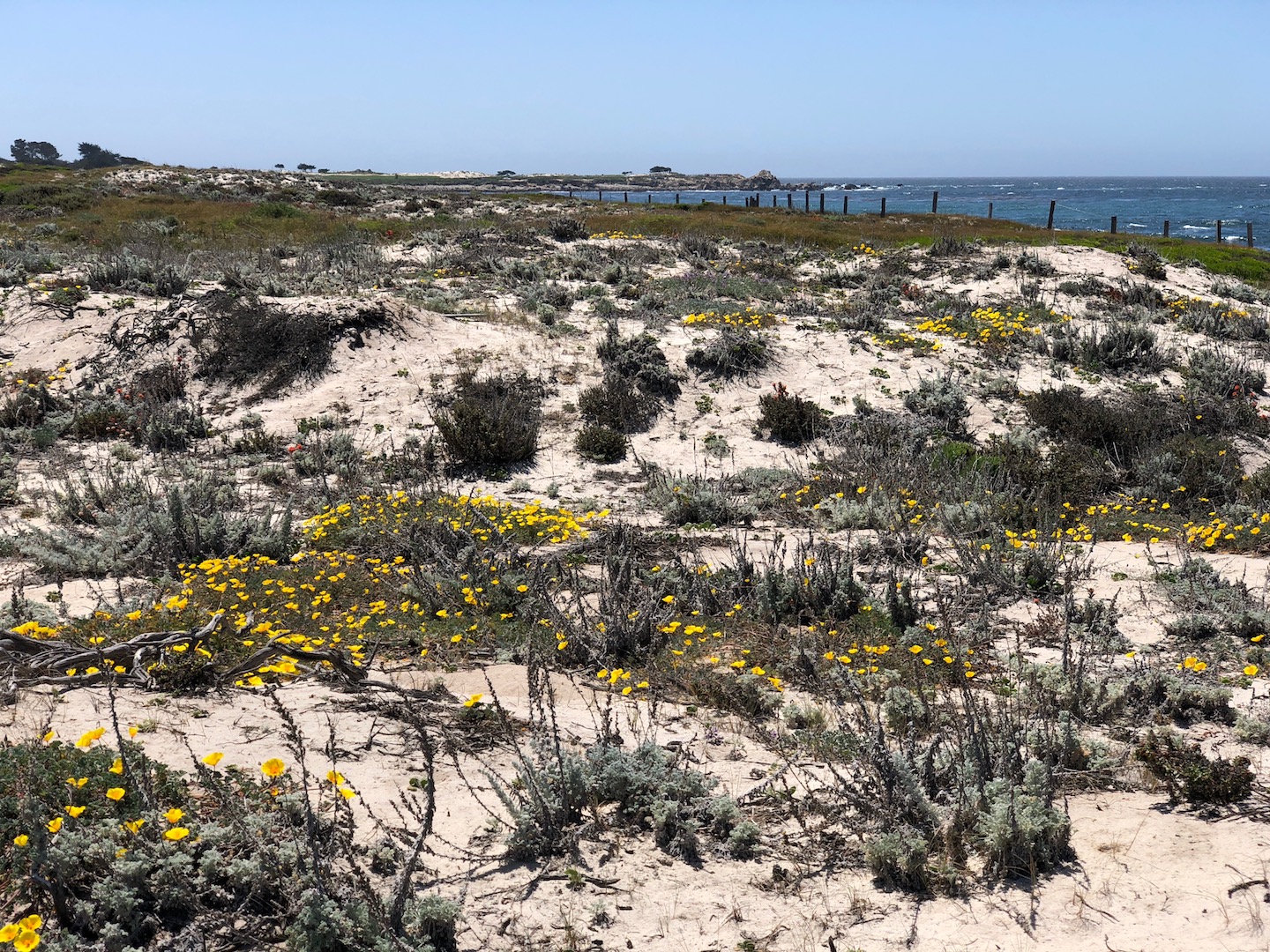 Poppies at Spanish Bay