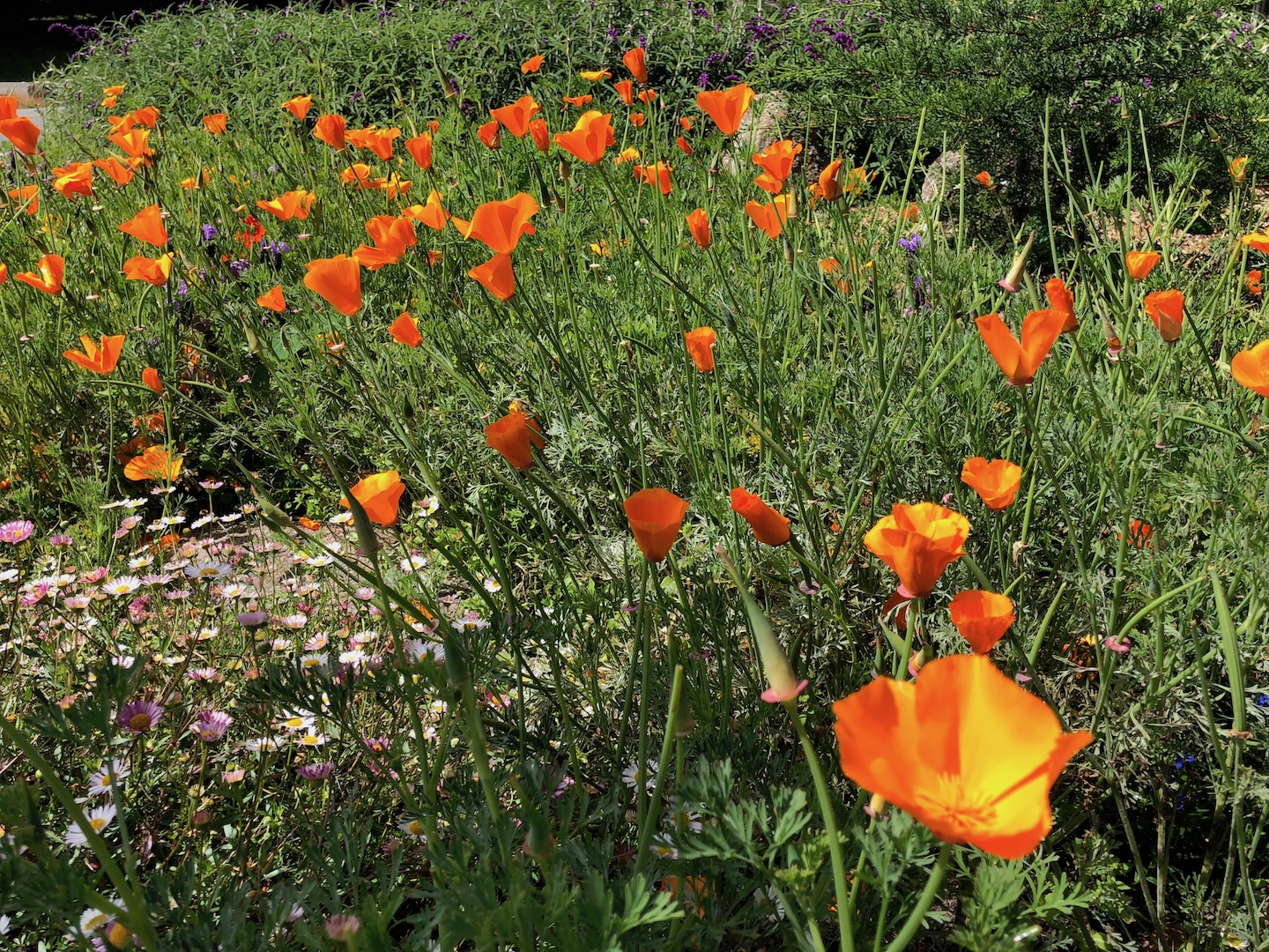 Poppies at Stevenson