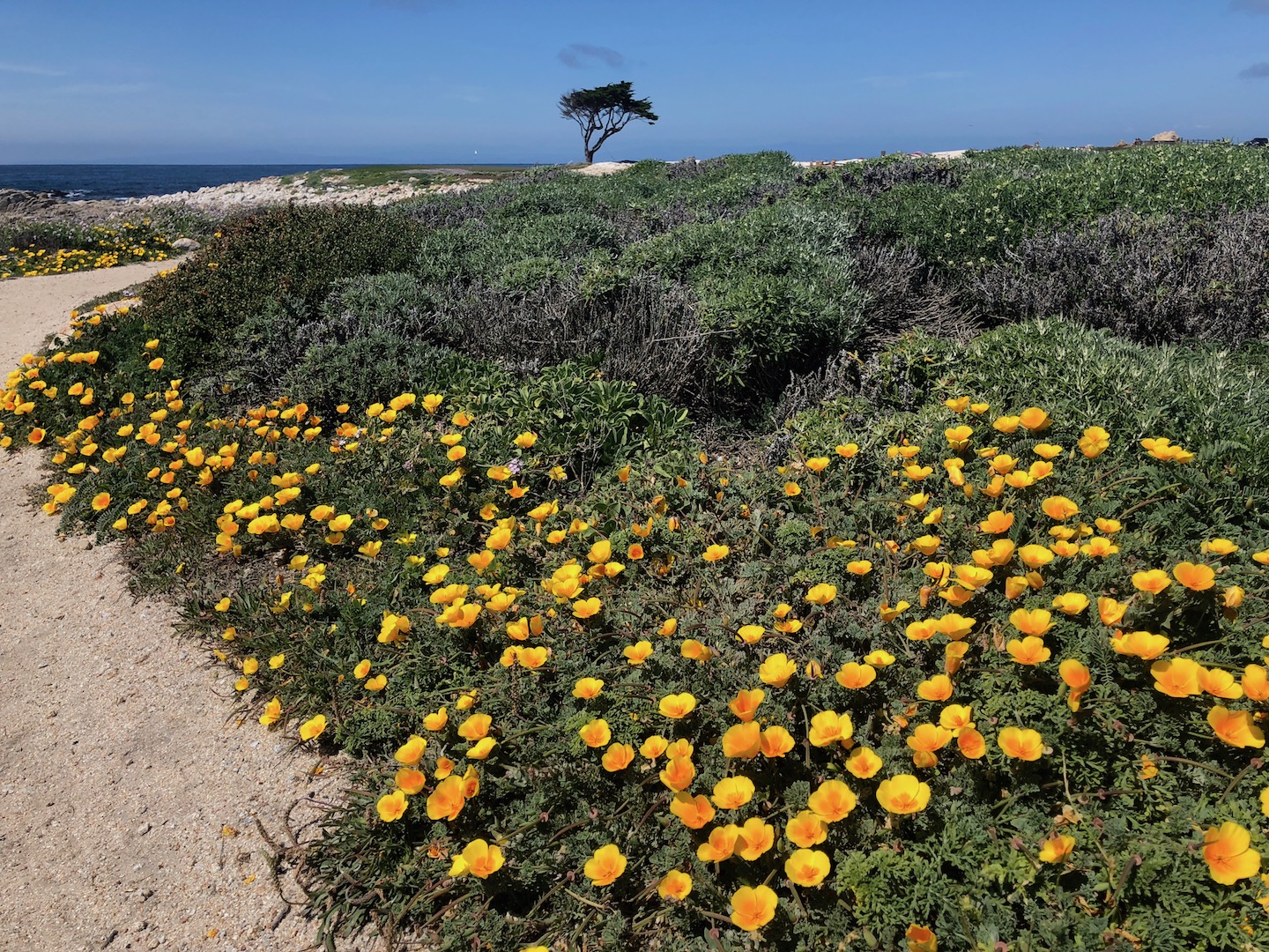 Poppies along the trail
