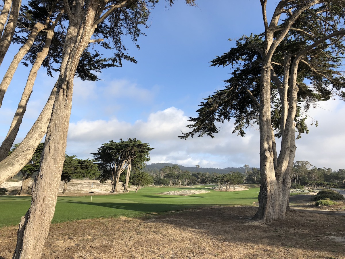 Trees along The Old Drive